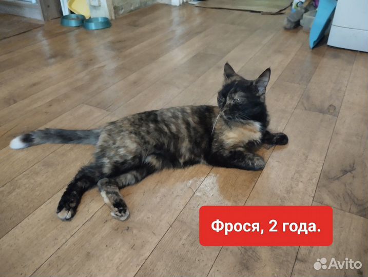 Кошка для счастья трехцветка в добрые руки