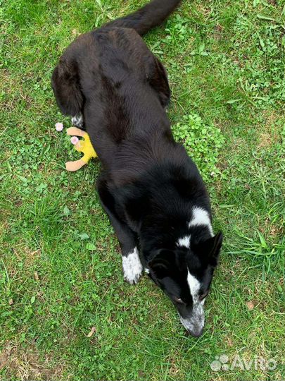 Девочка собачка в дар