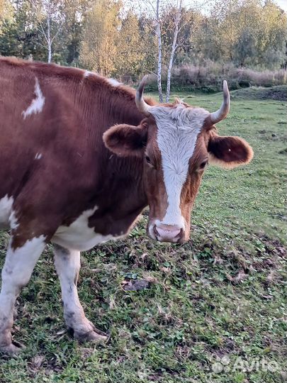 Стальные тёлки