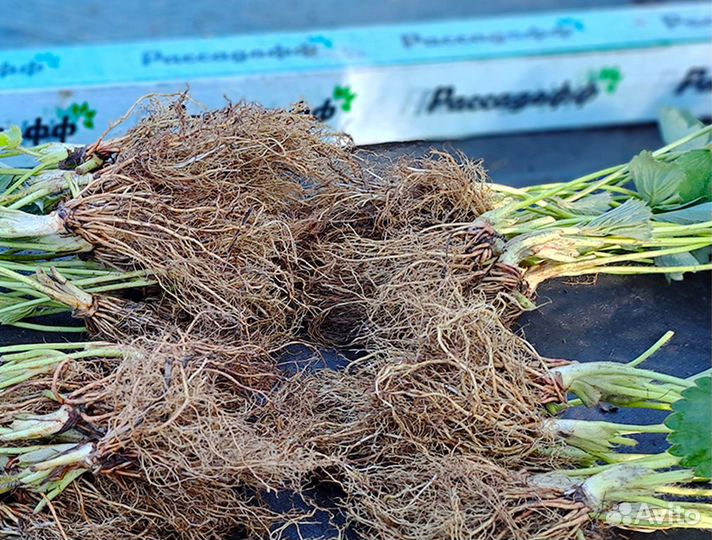 Рассада клубники. Оптом от 128 шт