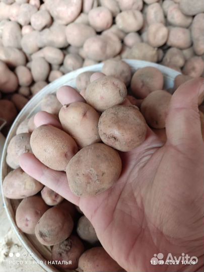 Семенной картофель 