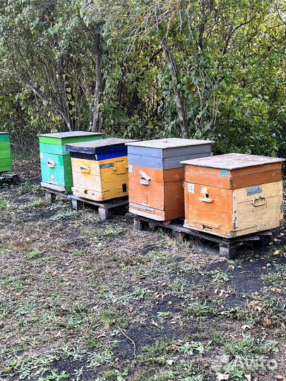 Продается Пчелосемья с ульями и без