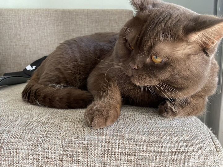 Вязка Британец