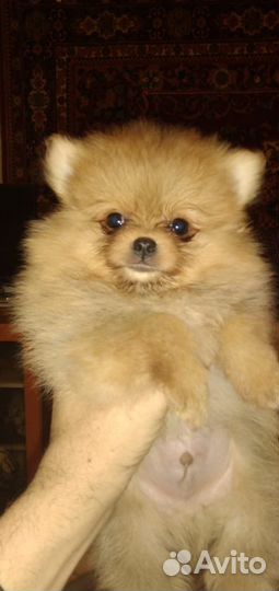 Щенки померанского шпица медвежьего типа