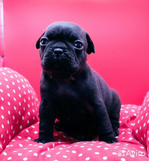 Мопс чёрного окраса щенки