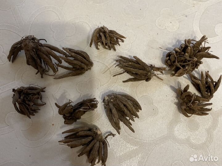 Ранункулюс луковицы