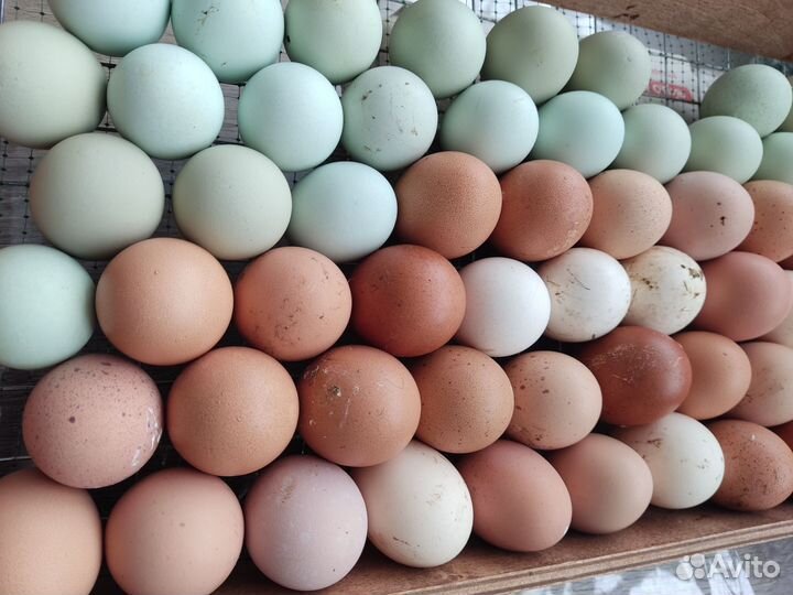 Инкубационное яйцо породистых кур