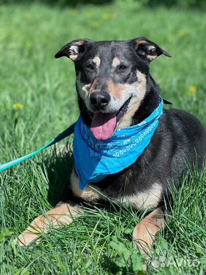 Весёлый парень Лекс из приюта готов познакомиться