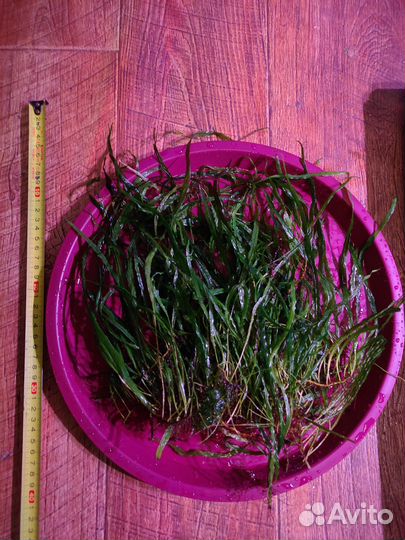 Папоротник.анубиасы.мох