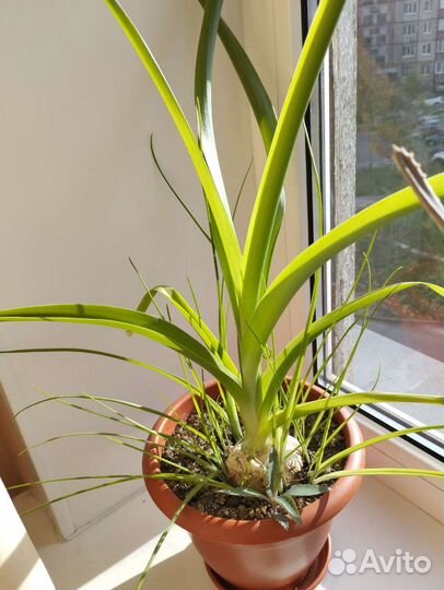 Индийский лук