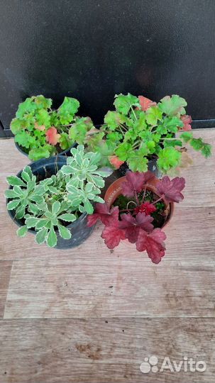 Гейхеры и арабис