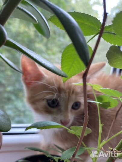 Котенок мальчик