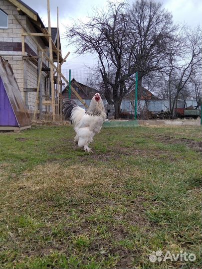 Петух брама