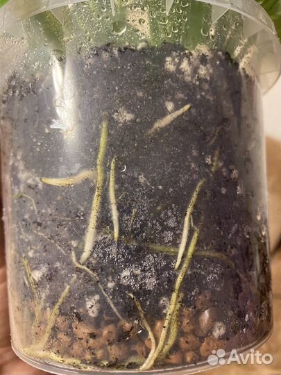 Спатифиллум мини/бересклет /традесканция пинк