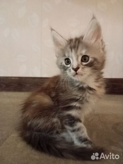 Котята мейнкуна