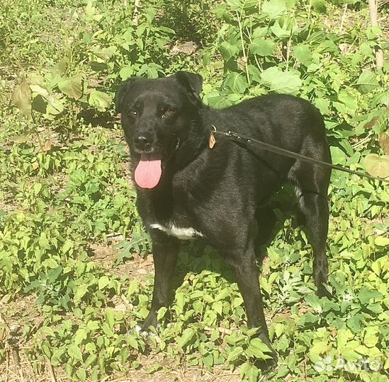 Просто милый смешной Тобик