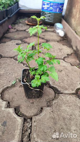 Калина Бульденеж