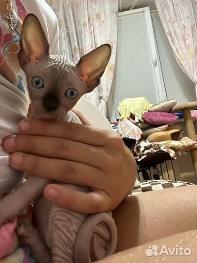 Милашки Сфинкс