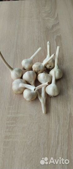 Чеснок на посадку