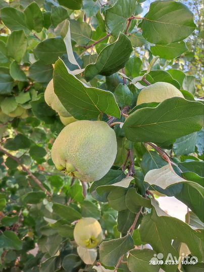 Плодовые деревья и саженцы