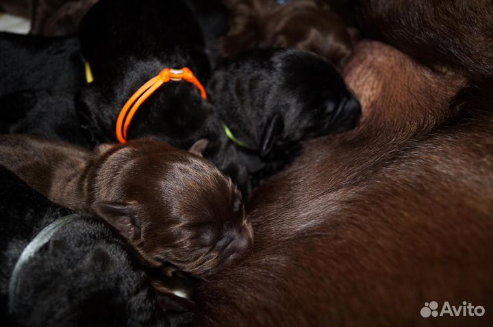 Щенки лабрадора