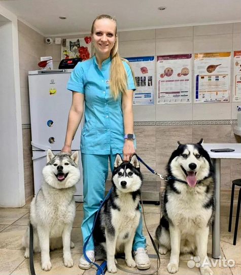 Скорая ветеринарная помощь. Ветеринарный врач