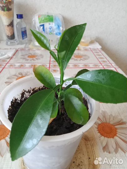 Апельсины из Афона 25 см, Готовили под привив