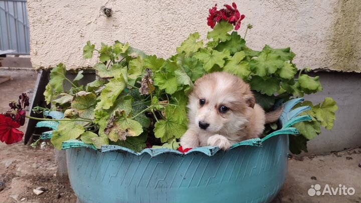 Щенки маленькой собаки