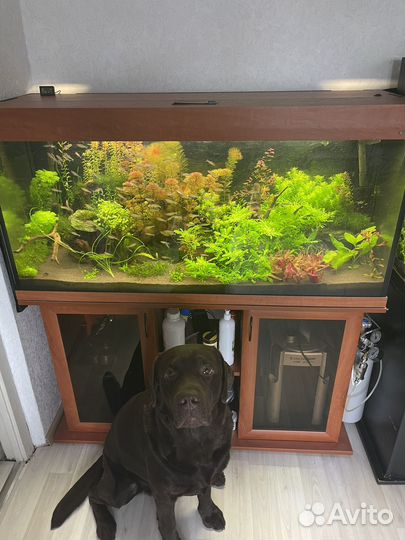 Аквариумные растения