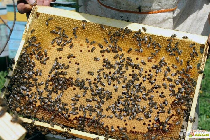 Пчелосемьи, отводки, плодные матки