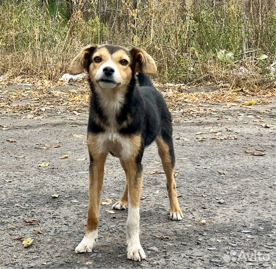 Щенок в добрые руки