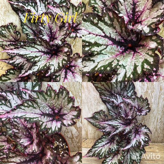 Бегония Firty Girl