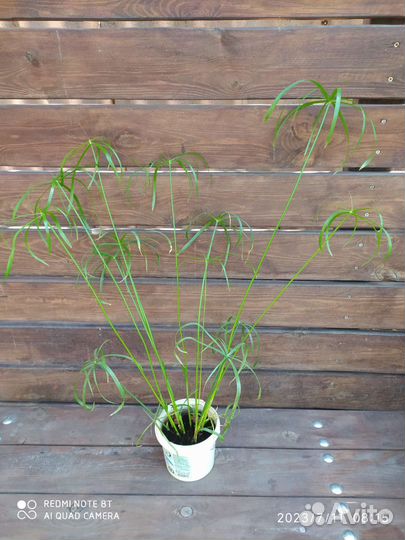 Циперус или болотная пальма