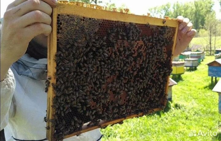 Пчелы. Расплодные рамы
