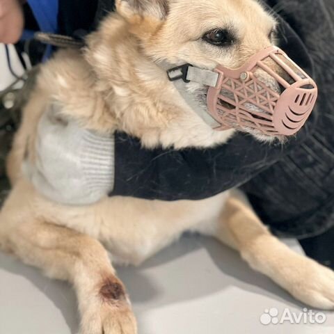 Собака Балта с больной лапой