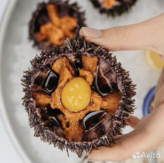 Морской еж