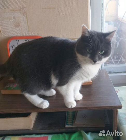 Интеллигентный котик в добрые руки