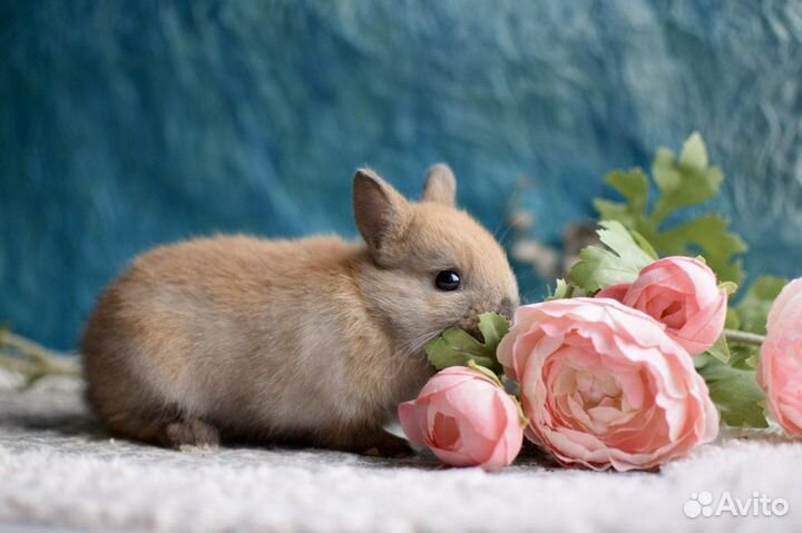 Декоративные карликовые кролики