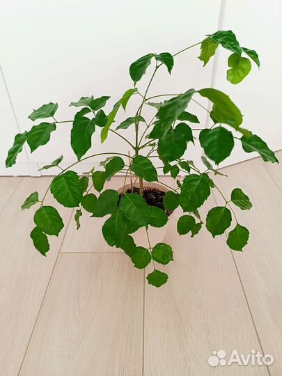 Радермахера