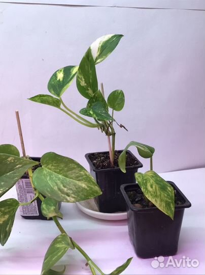 Эпипремнум золотистый сциндапсус