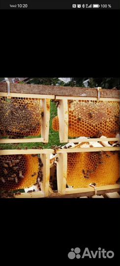 Пчёлы, пчелосемьи