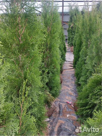 Туя* западная Смарагд Брабант Колумна Кедр Сосна