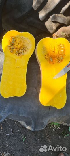 Тыква матильда