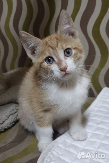 Котята ищут хозяев. Отдадим в хорошие руки