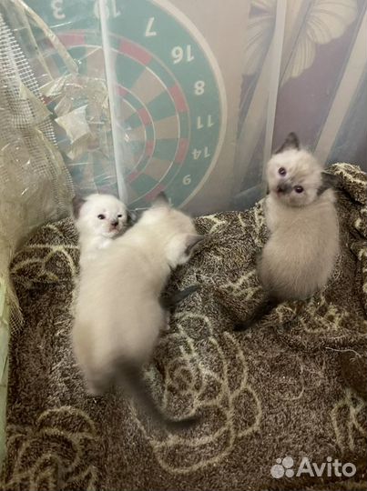 Тайские котята