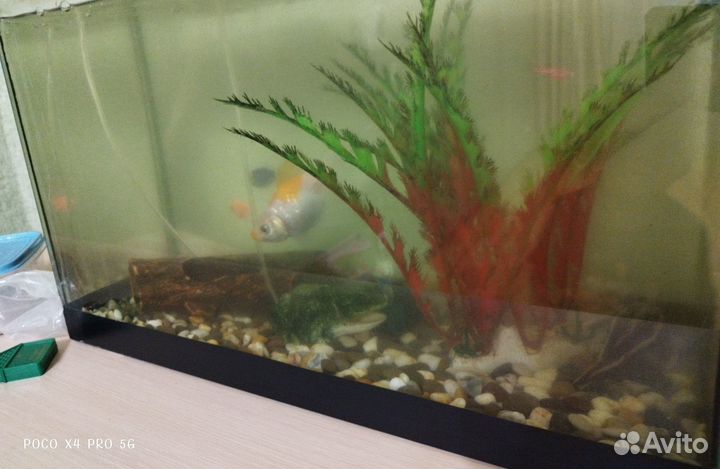 Аквариум с рыбками