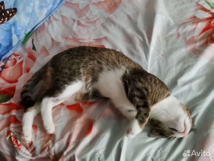 Котенок в добрые руки стерилизована