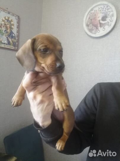 Карликовая такса щенки