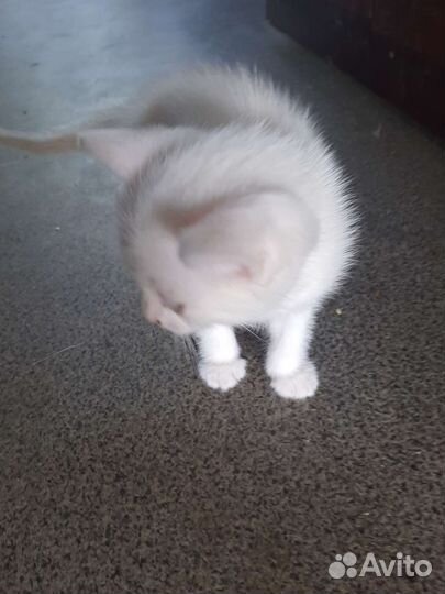 Котята