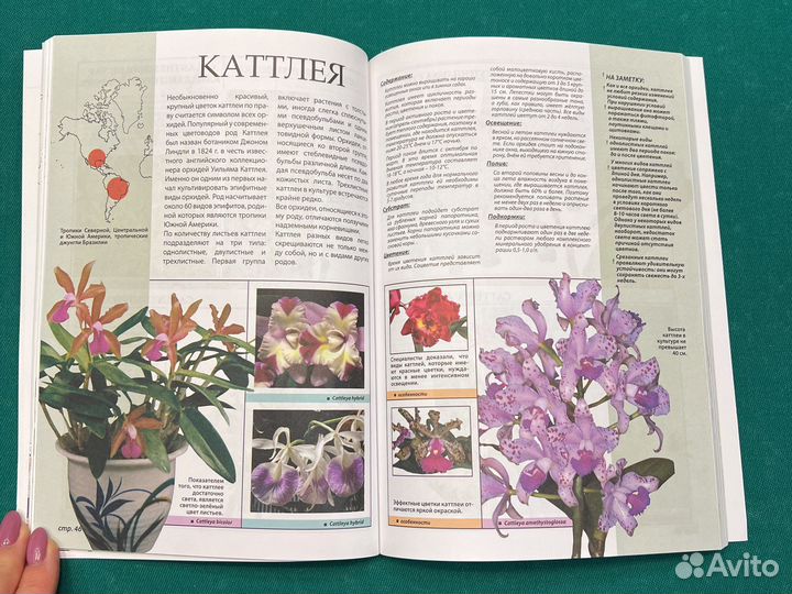 Маккалистер Р. Самые неприхотливые орхидеи